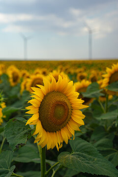 sunflower field rain is camming