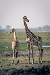 Naklejka na ściany i meble Baby giraffe stands with mother on riverbank