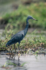 Black heron stands fishing in grassy pool