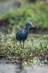 Black heron stands on grass by river