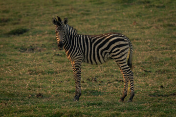 Naklejka premium Baby plains zebra stands turning towards camera