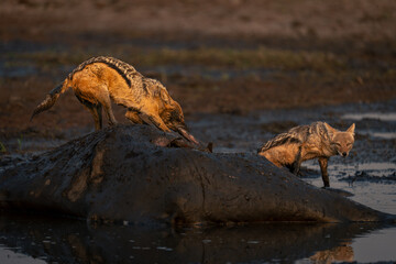 Black-backed jackal stands pulling guts from giraffe