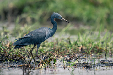 Black heron stands fishing in grassy shallows