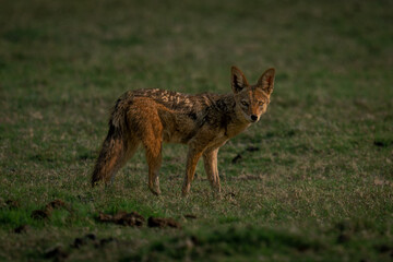 Black-backed jackal stands watching camera on grass