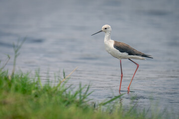 Black-winged stilt near grassy riverbank in shallows