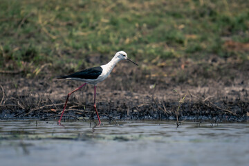 Black-winged stilt wades through river in sunshine
