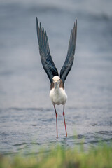 Black-winged stilt stands in shallows lifting wings