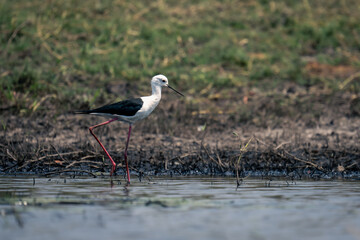 Black-winged stilt wades through shallows in sunshine