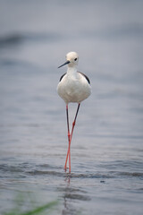 Black-winged stilt walks through shallows crossing legs