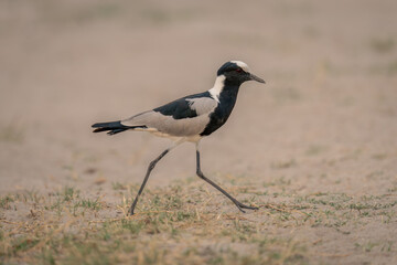 Blacksmith lapwing walks across sand and grass