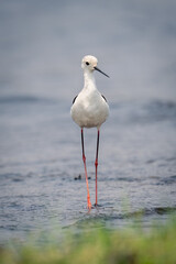 Black-winged stilt walks toward camera in shallows