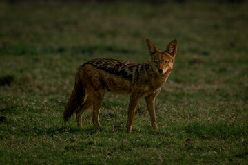 Black-backed jackal stands staring on short grass