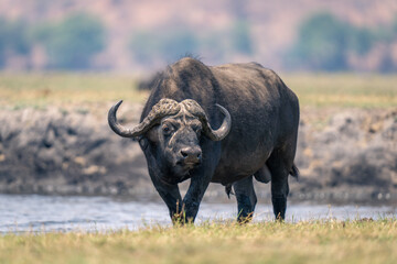 Obraz premium Cape buffalo standing on riverbank watches camera