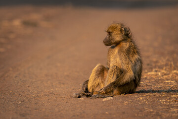 Chacma baboon sits on track in sunshine
