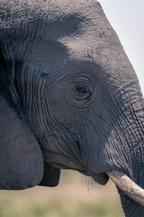 Close-up of African elephant face in profile