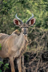 Close-up of adolescent male greater kudu staring
