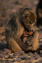 Chacma baboon sits cuddling baby on rocks