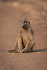 Chacma baboon sits on track closing eyes