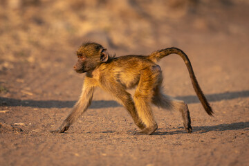 Chacma baboon with catchlight crosses sandy track