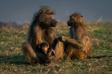 Chacma baboons sit on grass with baby