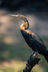 Close-up of African darter on dead branch