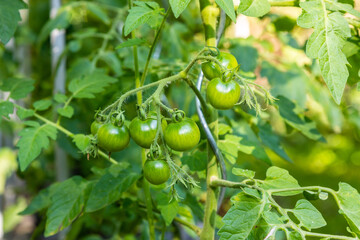 Grüne Tomaten im Wachstum am Strauch