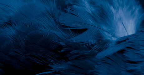 blue feather pigeon macro photo. texture or background