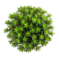 Plakat plant isolated on transparent background cutout