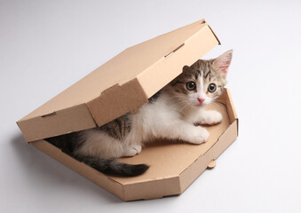 Little kitten in pizza box on gray background.