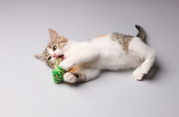 Cute kitten playing with cat toy on a gray background.