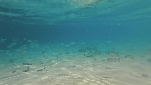 Underwater surface of ocean and sting ray with small fish species