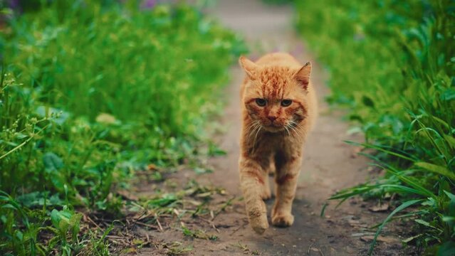 Cute beautiful homeless street adult stray cat walks along path in public park, green grass trees, summer nature. funny kitten red fur hungry animal pet looking food owner shelter, friend love care