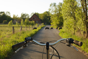Naklejka na ściany i meble Safe cycling with wild boars on the road, a threat to the cyclist.
