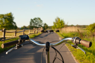 Safe cycling near wild animals on the road.
