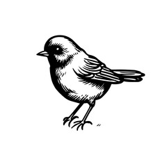 Bird Vector