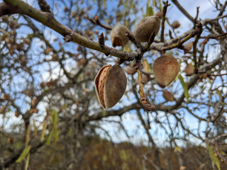 almond growing on a tree detail (fruit, plant, farm, agriculture) harvest