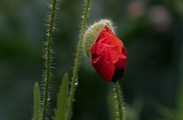 red poppy flower emerging from a shell