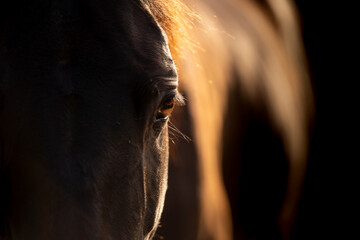 Close up of a horse eye with beautiful golden light