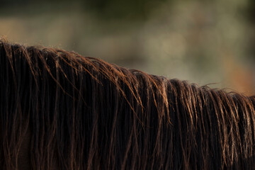 Horse mane close up © PIC by Femke