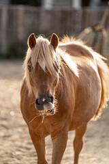 Obraz premium Cute little pony walking towards the camera