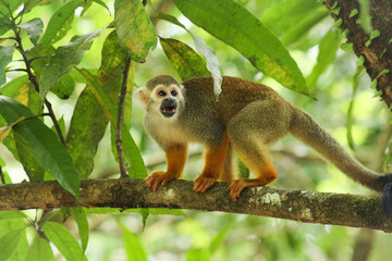 Obraz premium Macaco na Amazônia 