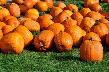 Pumpkins For Halloween Decoration Purposes On Display In Fall