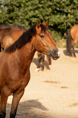 Obraz premium Beautiful brown new forest gelding young horse