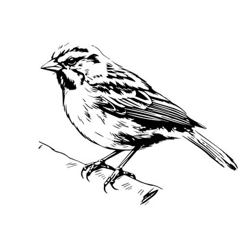 recommend clip art: Bird Vector