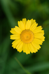Margarita amarilla. Detalle de flor con pétalos.