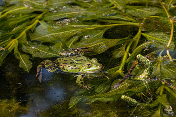  Edible frog, Pelophylax esculentus, Lower Saxony, Germany, Europe