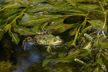 Foto auf Acrylglas  Edible frog, Pelophylax esculentus, Lower Saxony, Germany, Europe © karlo54