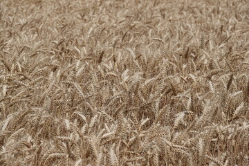 Vue sur des épis de blé à maturation dans un champ de blé