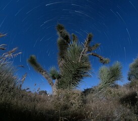 "Starry Symphony: A Captivating Night Lapse of Celestial Trails Dancing with a Majestic Joshua Tree"




