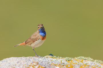 Ruiseñor pechiazul - Bluethroat  - Luscinia svecica
